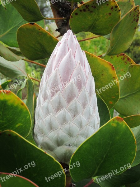 Flower White Flower Bloom Nature Green