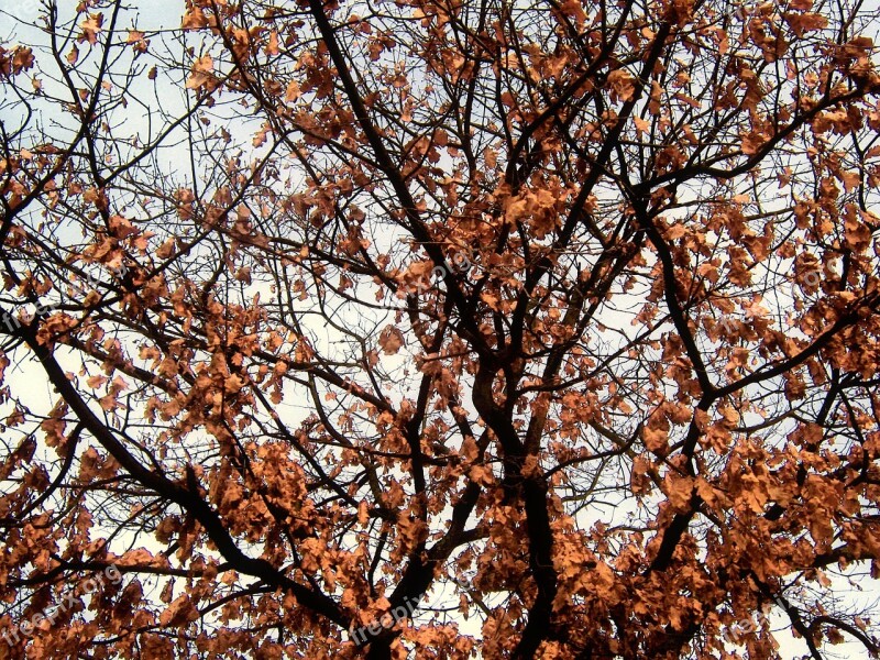 Tree Branch Branches Autumn Leaves Structure