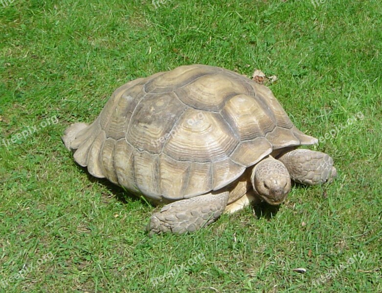 Turtle Animal Tortoise Zoo Close-up