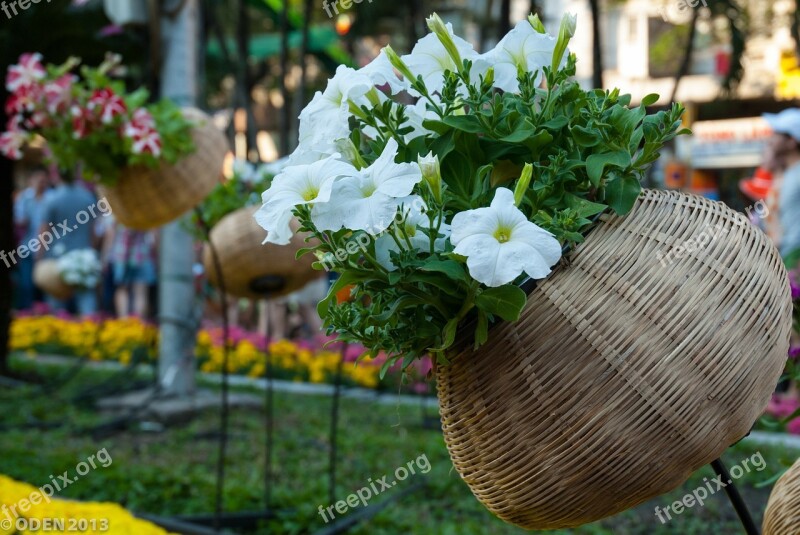 Vietnam Saigon Flowers White Plant