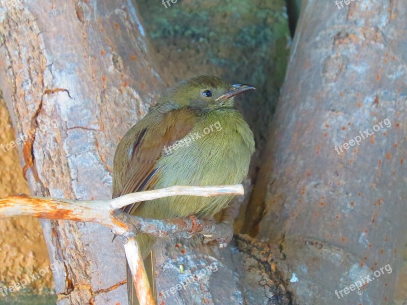 Green Finch Bird Nature Wildlife Perch