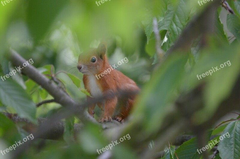 Squirrel Animals Nager Fur Nature