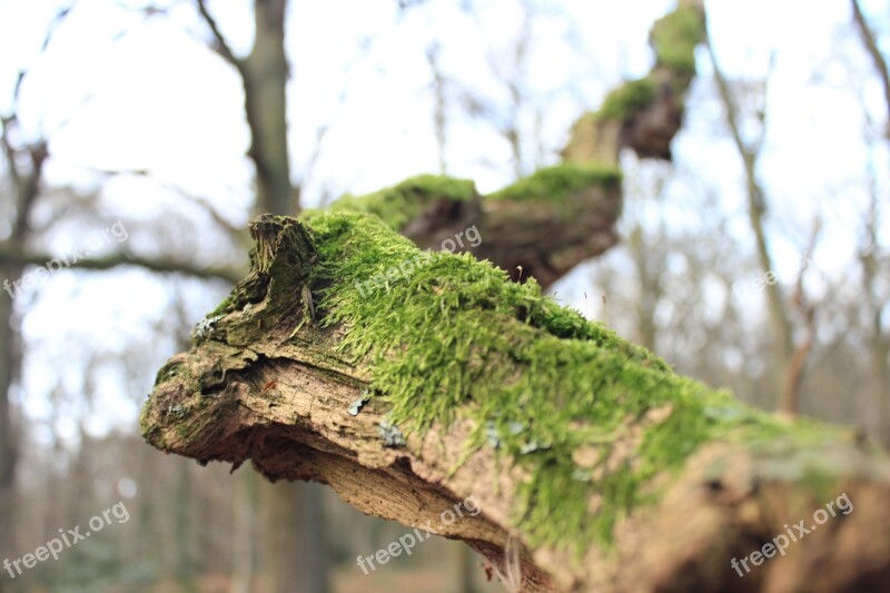 Forest Moss Tree Atmosphere Grass