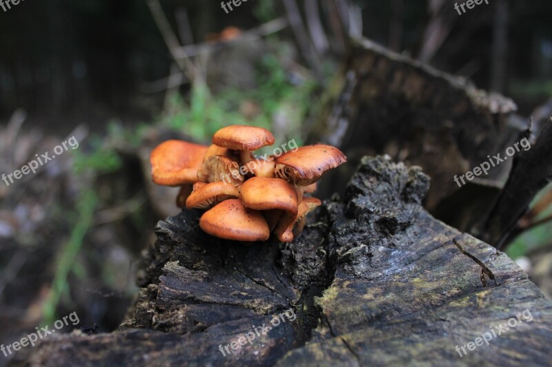 Mushroom Nature Mushrooms Forest Autumn