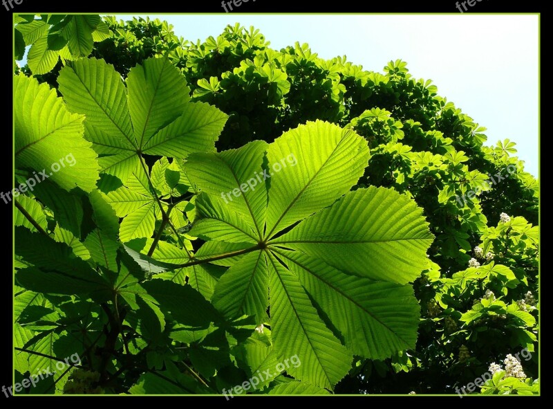 Leaves Green Shadow Play Leaf Shining