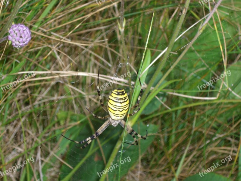 Wasp Spider Spider Argiope Bruennichi Zebraspinne Tiger Spider