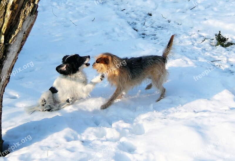 Dogs Play Snow Fun Romp