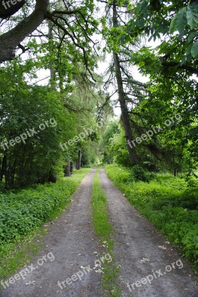 Way Forest Tree Foliage Free Photos