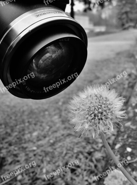 Black And White Dandelion Nature Curious Free Photos