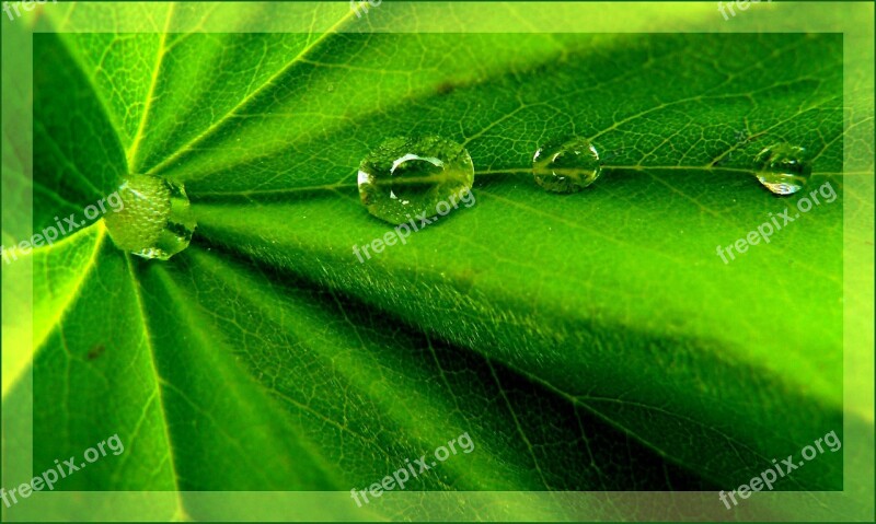 Drip Drop Of Water Close Up Nature Green