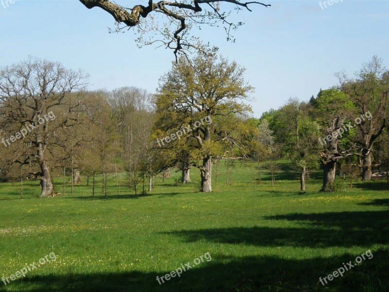 Oak Grove Oak Trees Meadow Old Oak