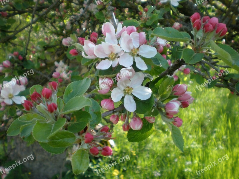 Apple Blossom Blossom Bloom White Pink