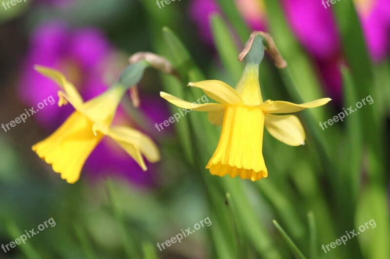 Blossom Bloom Flowers Flower Flowers Close Up