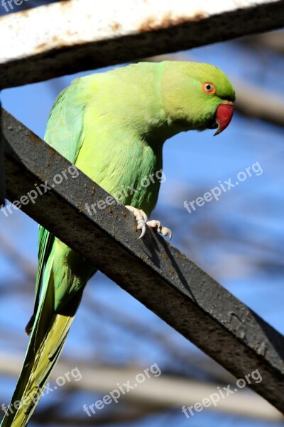 Parrot Green Birds Bird Seed-eating