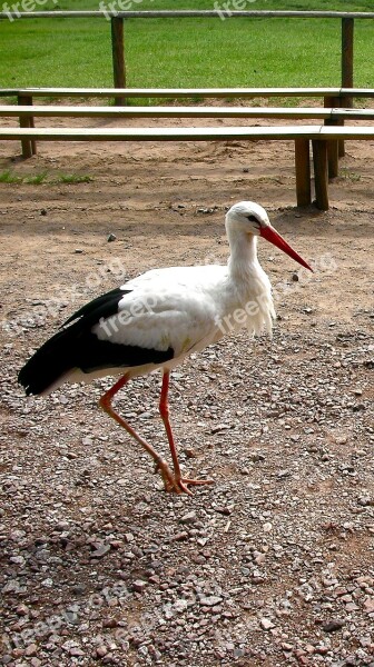 Stork Bird Animal Free Photos