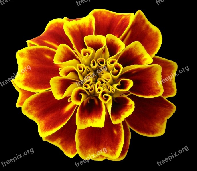 Marigold Flower Nature Yellow Red