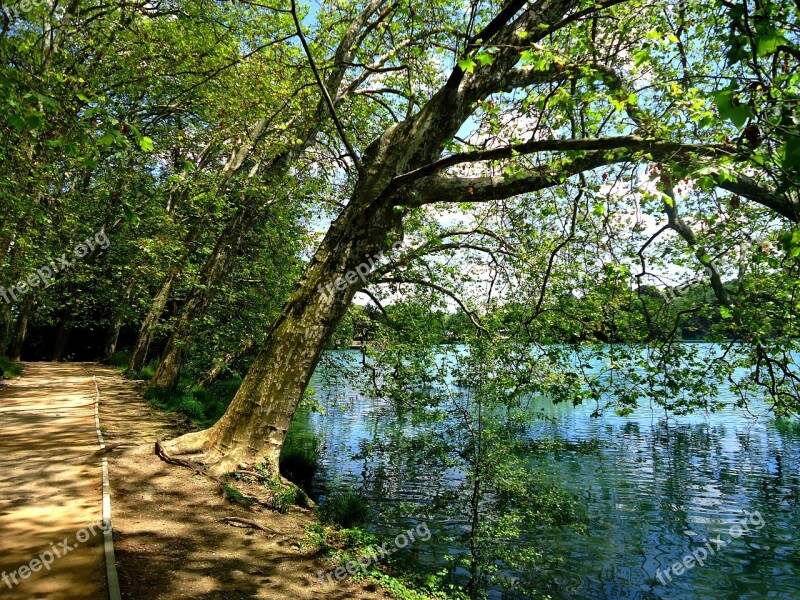 Tree Water Lake Nature Based