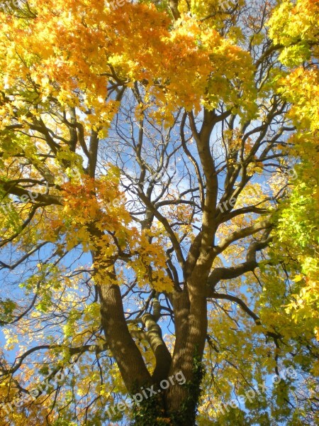 Autumn Yellow Orange Maple Tree