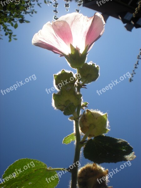 Flower Pink Solar Summer Free Photos