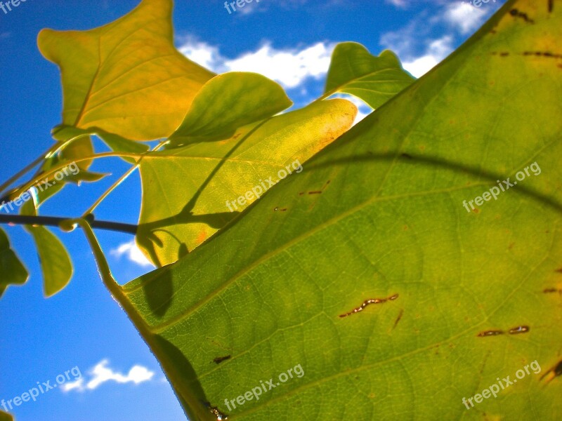 Autumn Leaves Blue Sky Yellow Cloud B Free Photos