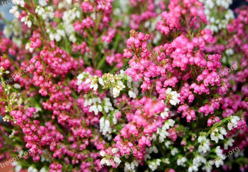 Balcony Plant Heather Erika Garden