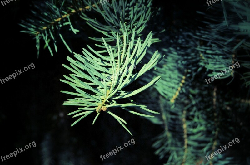 Leaf Needles Forest Nature Foliage