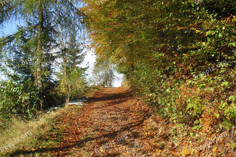 Autumn Forest Path Nature Mountainous Hilly