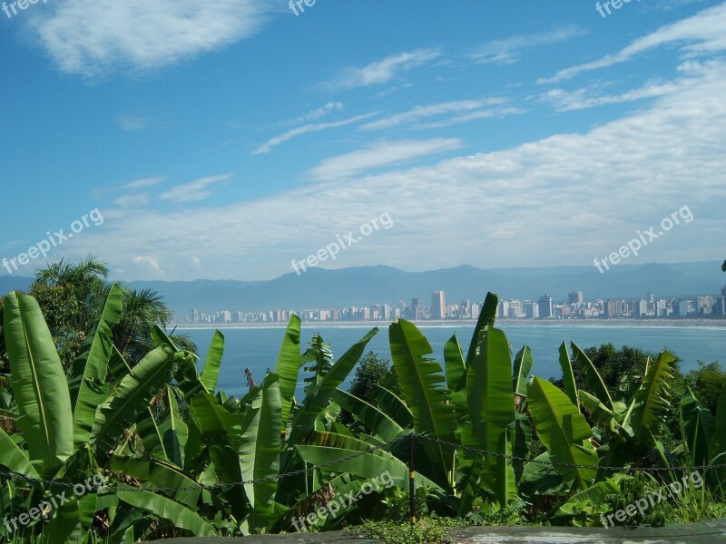 Vista Mar Banana Leaf Banana Tree Atlantic Forest