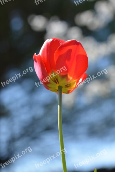 Tulip Red Field Detail Flower