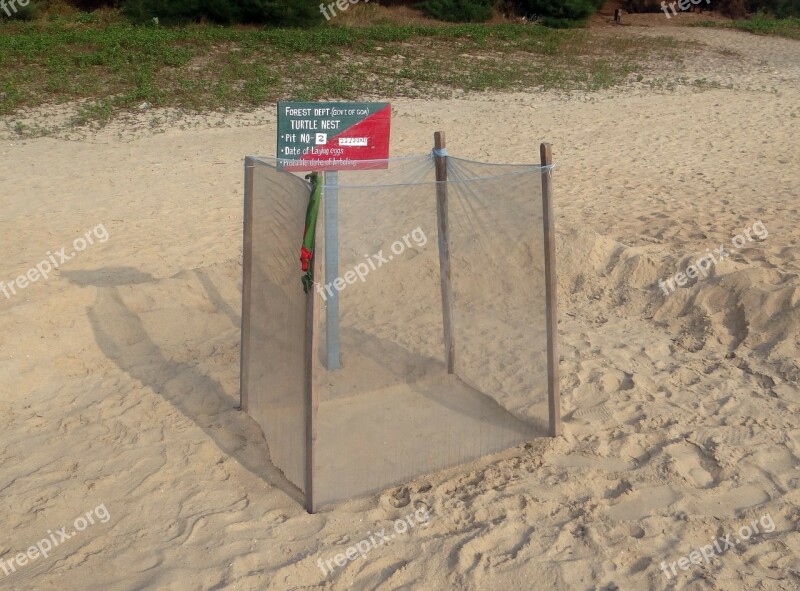 Turtle Nest Marking Guarded Sea Beach Arabian