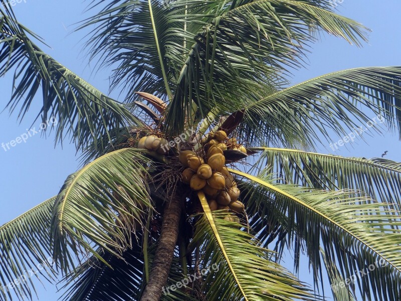 Palm Tree Palm Leaves Coconut Palm Cocos Nucifera