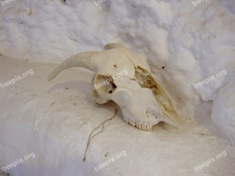 Skull Goat Andalusia Granada Spain