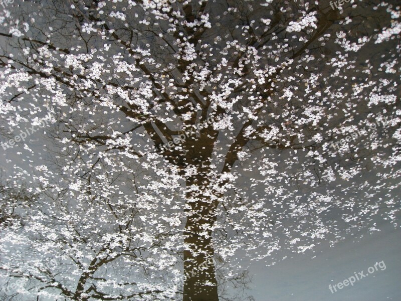 Cherry Blossom Nature Floating Blossoms Cherry Blossom Tree Water