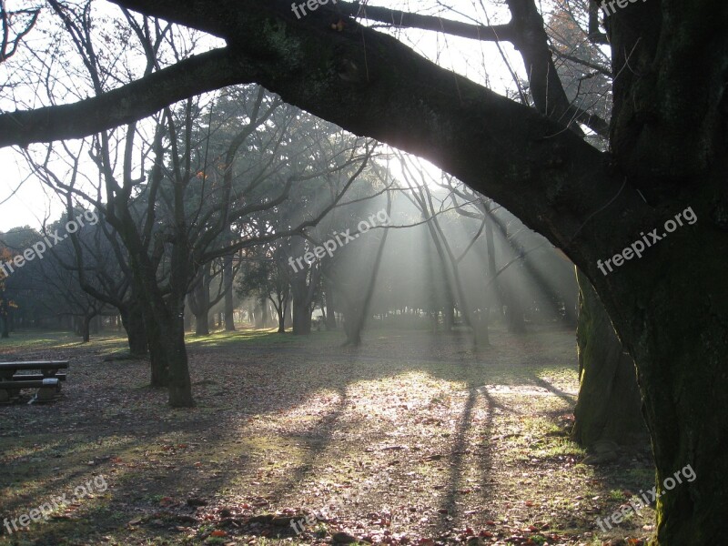 Dawn Trees Nature Mist Sunbeams