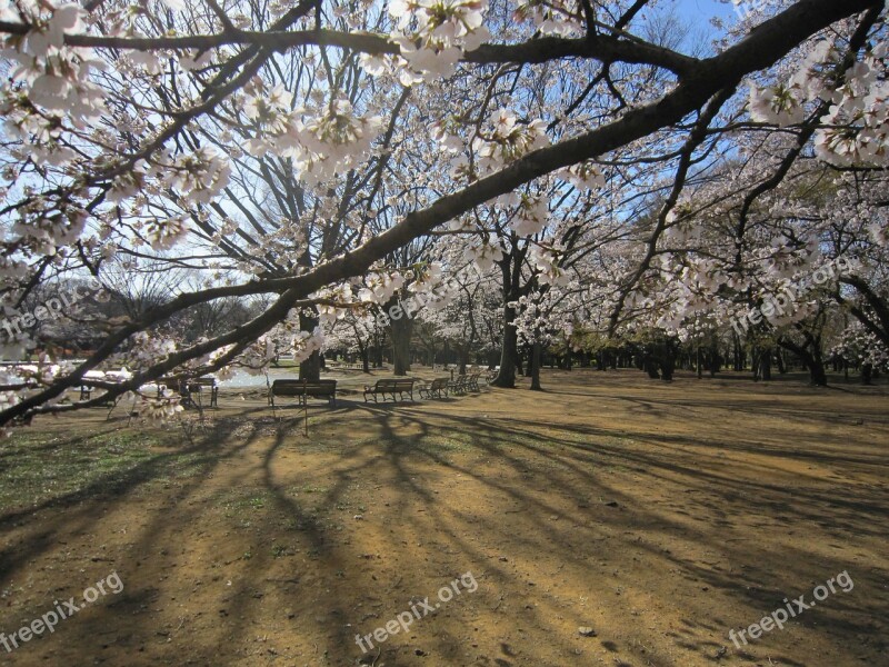 Blossoms Dawn Cherry Blossom Shadows Morning Mist