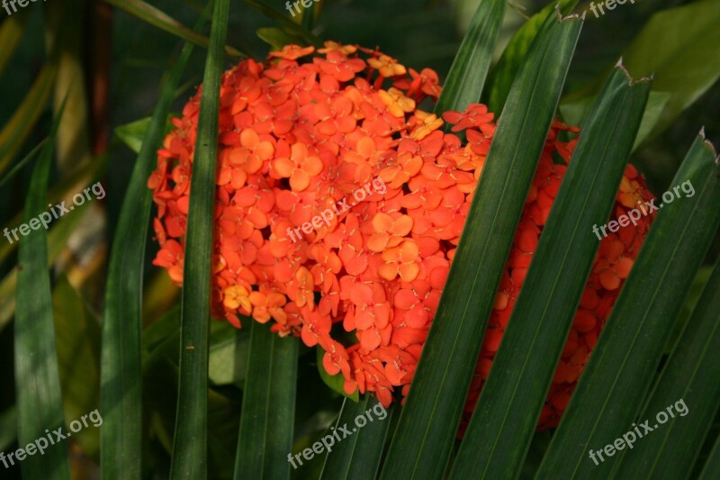 Orange Flower Hydrangea Green Leaves Hidden Free Photos