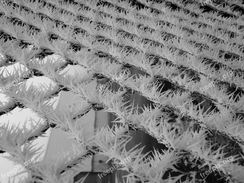 Fence Frost Thorns Fierce Cold