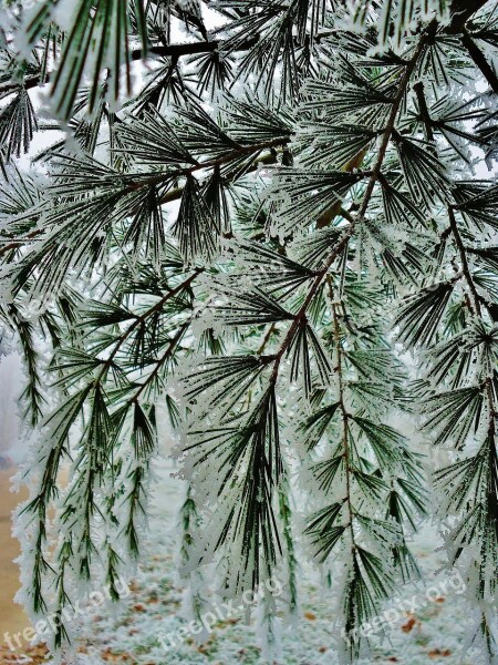 Fir Frost Cold Winter Green