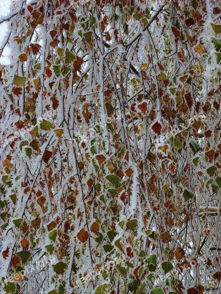 Cold Frost Leaves Free Photos