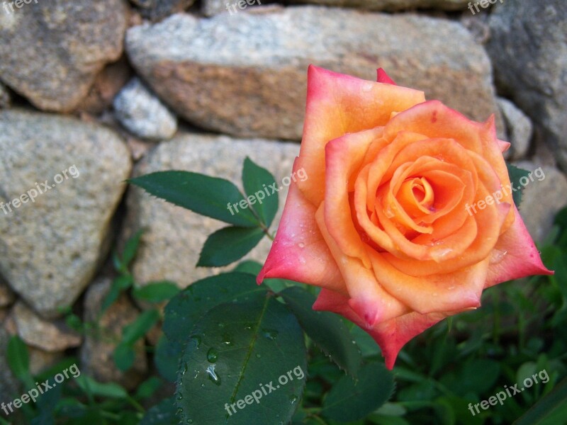 Orange Rose Flower Garden Wellness Bloom