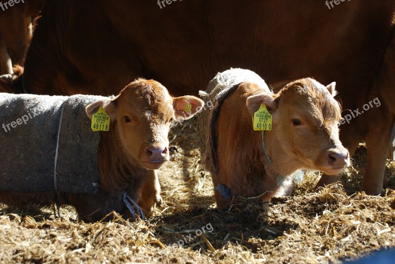 Calf Brothers Feeling Winter Free Photos