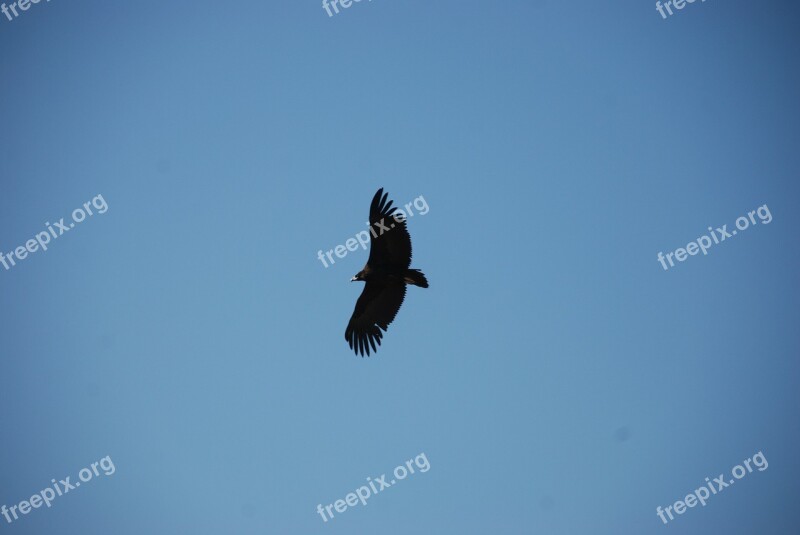 Eagle Sky The Expanse Free Photos