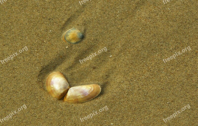 Shell Close Up Sea Sand Water