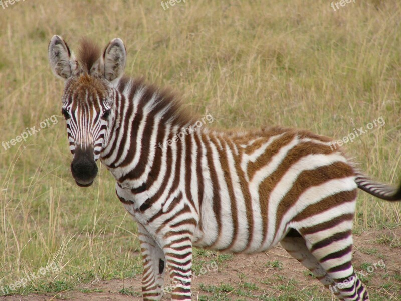 Zebra Stripes Animal Zebras Africa