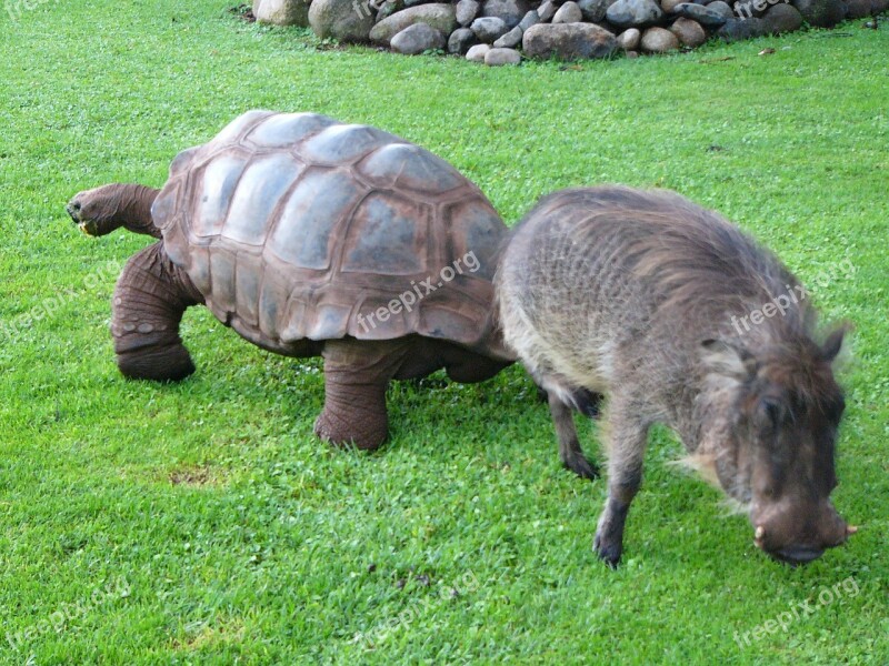 Warthog Turtle Africa Animal Wild