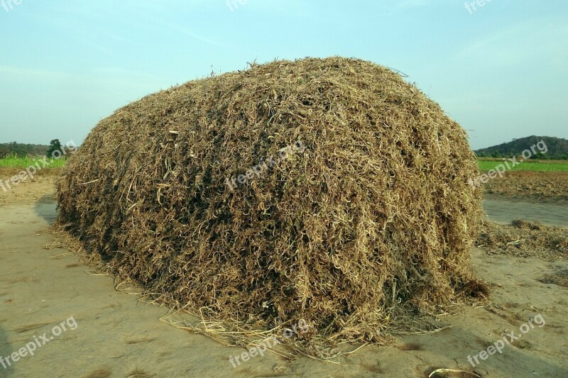 Horse Gram Kulthi Pulse Crop Residue Fodder