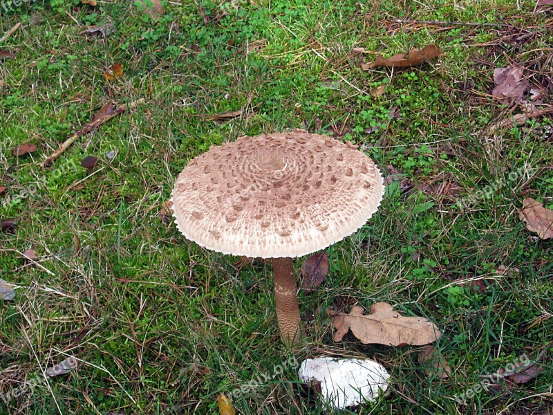 Giant Screen Fungus Drum Mallets Mushrooms Forest Autumn