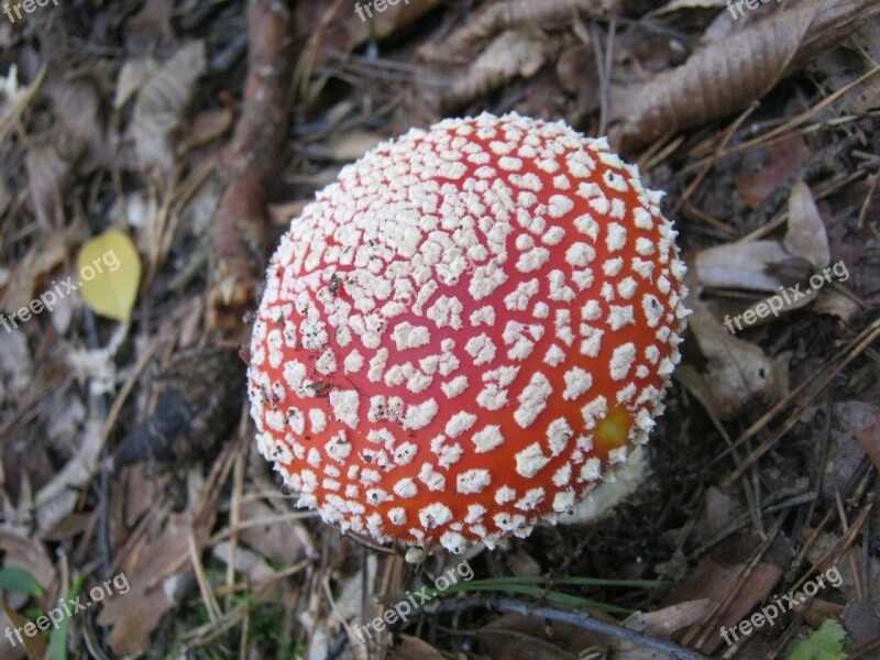 Fly Agaric Mushrooms Forest Autumn Colorful