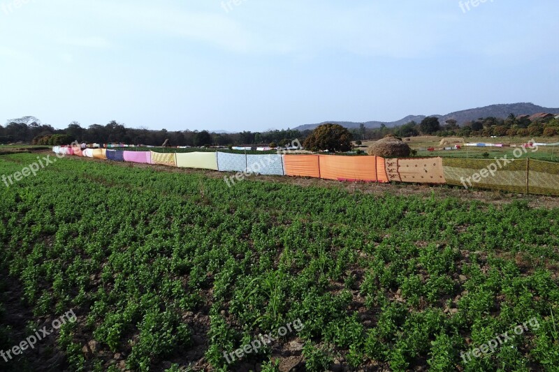 Horse Gram Kulthi Pulses Crop Saree Fencing