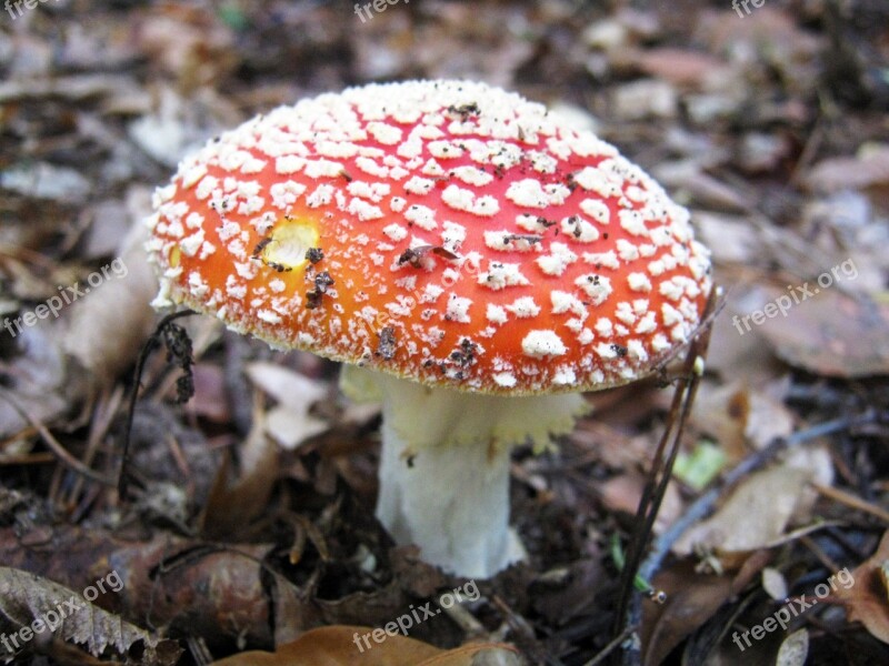 Fly Agaric Mushrooms Forest Autumn Colorful